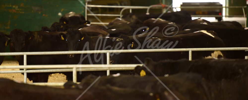 Balmoral Bull Sales Spring Sale 2017