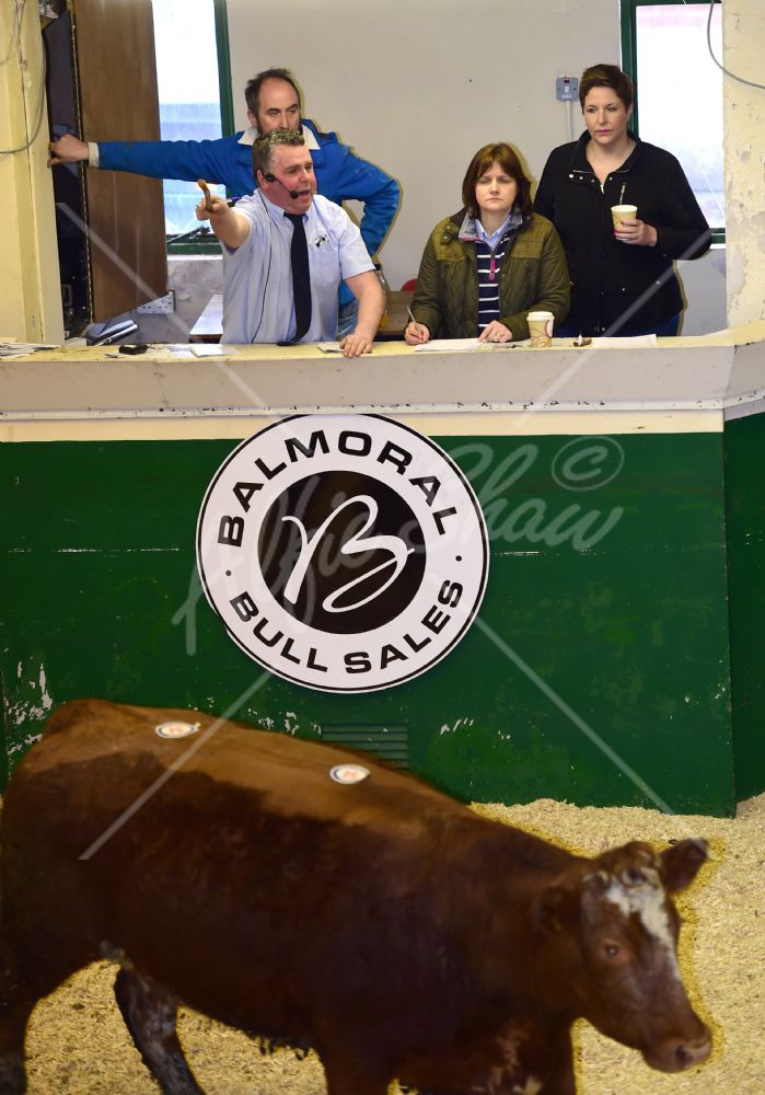 Balmoral Bull Sales Spring Sale 2017
