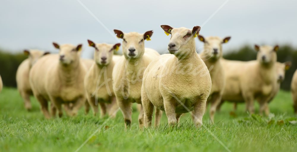 Ballyhibben Charolais Sheep 2016