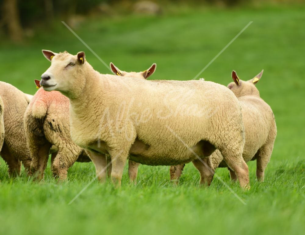 Ballyhibben Charolais Sheep 2016