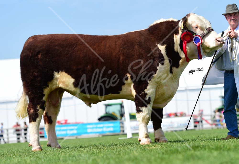 HEREFORD BALMORAL 2016 - Beattie Family Reserve Champion